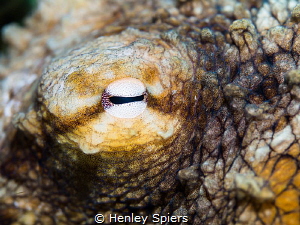 Close-up of an Octopus' eye by Henley Spiers 